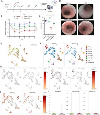 Regulation of Bacteroides acidifaciens by the aryl hydrocarbon receptor in IL-22-producing immune cells has sex-dependent consequential impact on colitis